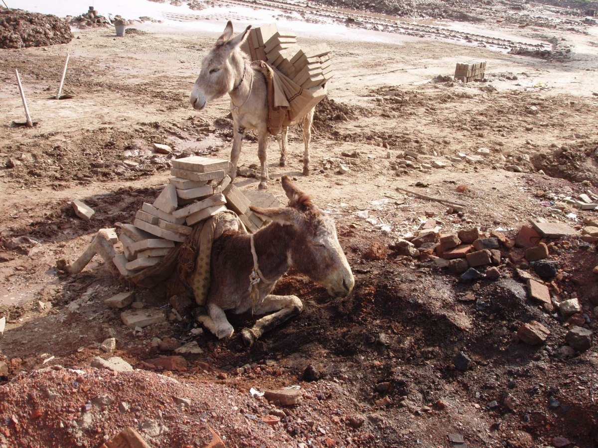 Collapsing from Exhaustion India Pakistan Ethiopia Kenya Egypt Equine Donkey Horse Welfare Brooke Hospital