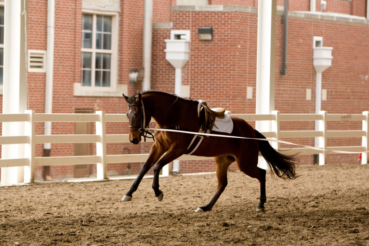horse kicking, horse rearing, horse bucking, horse acting out, horse misbehaving, lindsay grice