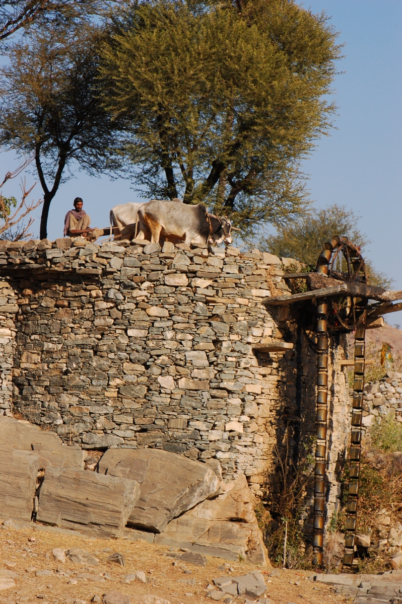 Pushkar Camel Fair, horseback riding  Marwari horse, Indian horsback riding, horse ridign Rajasthan India Southeast South Asia, Khumba Palace Guest House horse riding