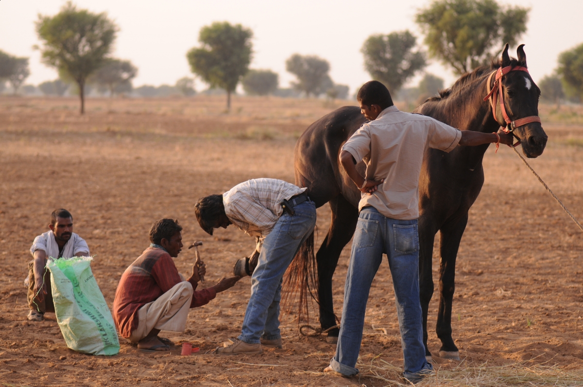 Pushkar Camel Fair, horseback riding Rajasthan Desert in northern India, Marwari horse dancing, Indian horsback riding, World’s Largest Camel Fair