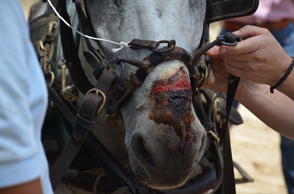 horses in spain, equines in spain, romeirio del rocio horses, mules spain, the donkey sanctuary, el refugio del burrito
