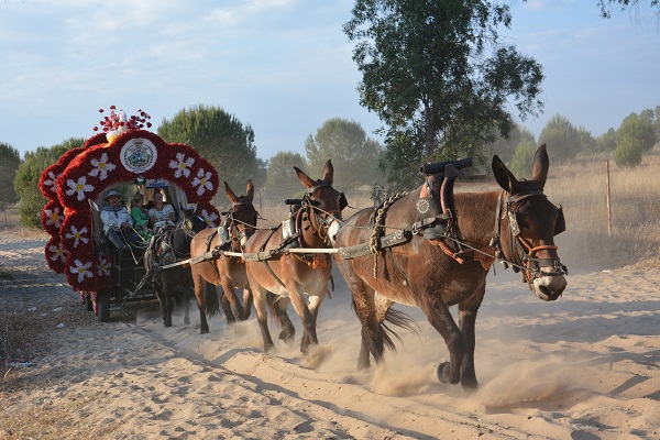 horses in spain, equines in spain, romeirio del rocio horses, mules spain, the donkey sanctuary, el refugio del burrito