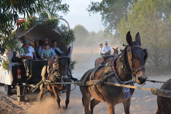 horses in spain, equines in spain, romeirio del rocio horses, mules spain, the donkey sanctuary, el refugio del burrito