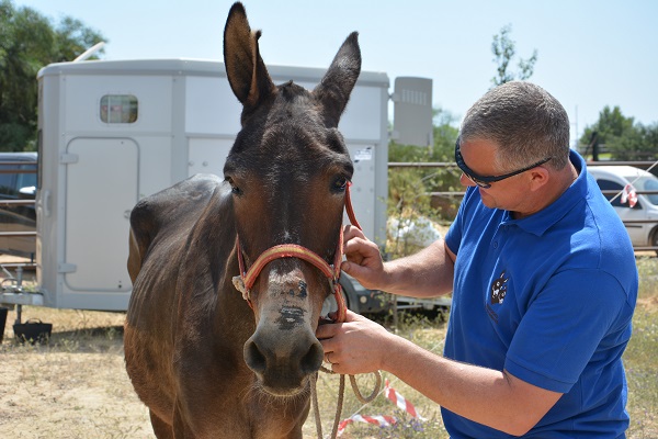 horses in spain, equines in spain, romeirio del rocio horses, mules spain, the donkey sanctuary, el refugio del burrito