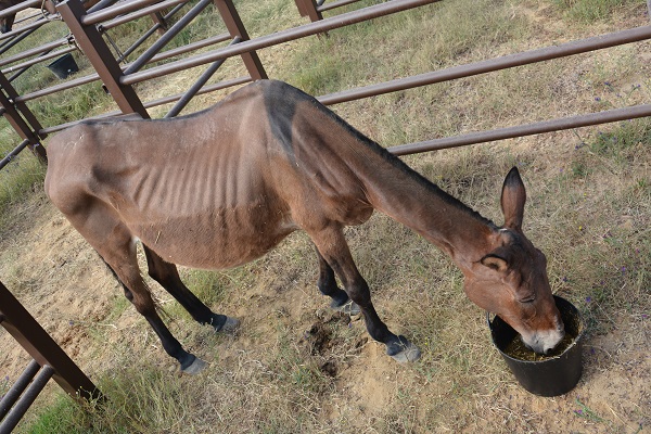 horses in spain, equines in spain, romeirio del rocio horses, mules spain, the donkey sanctuary, el refugio del burrito