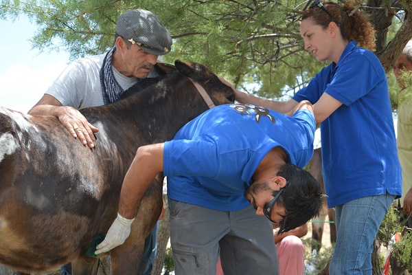 horses in spain, equines in spain, romeirio del rocio horses, mules spain, the donkey sanctuary, el refugio del burrito