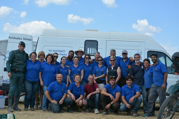 horses in spain, equines in spain, romeirio del rocio horses, mules spain, the donkey sanctuary, el refugio del burrito