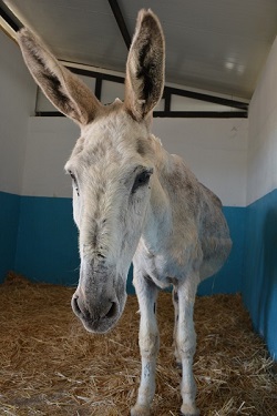 horses in spain, equines in spain, romeirio del rocio horses, mules spain, the donkey sanctuary, el refugio del burrito