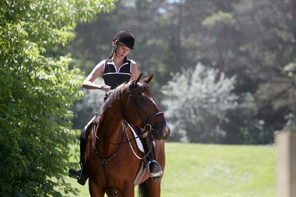 rescue horse, equine welfare, whispering hearts horse rescue, ospca, ontario standardbred adoption, osas, equine guelph, equine science