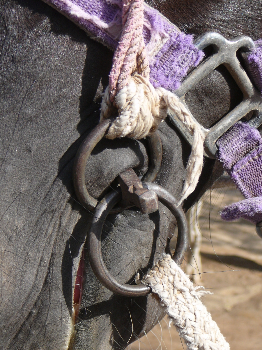 Bits India Marwari Horse Rajasthan Rajput