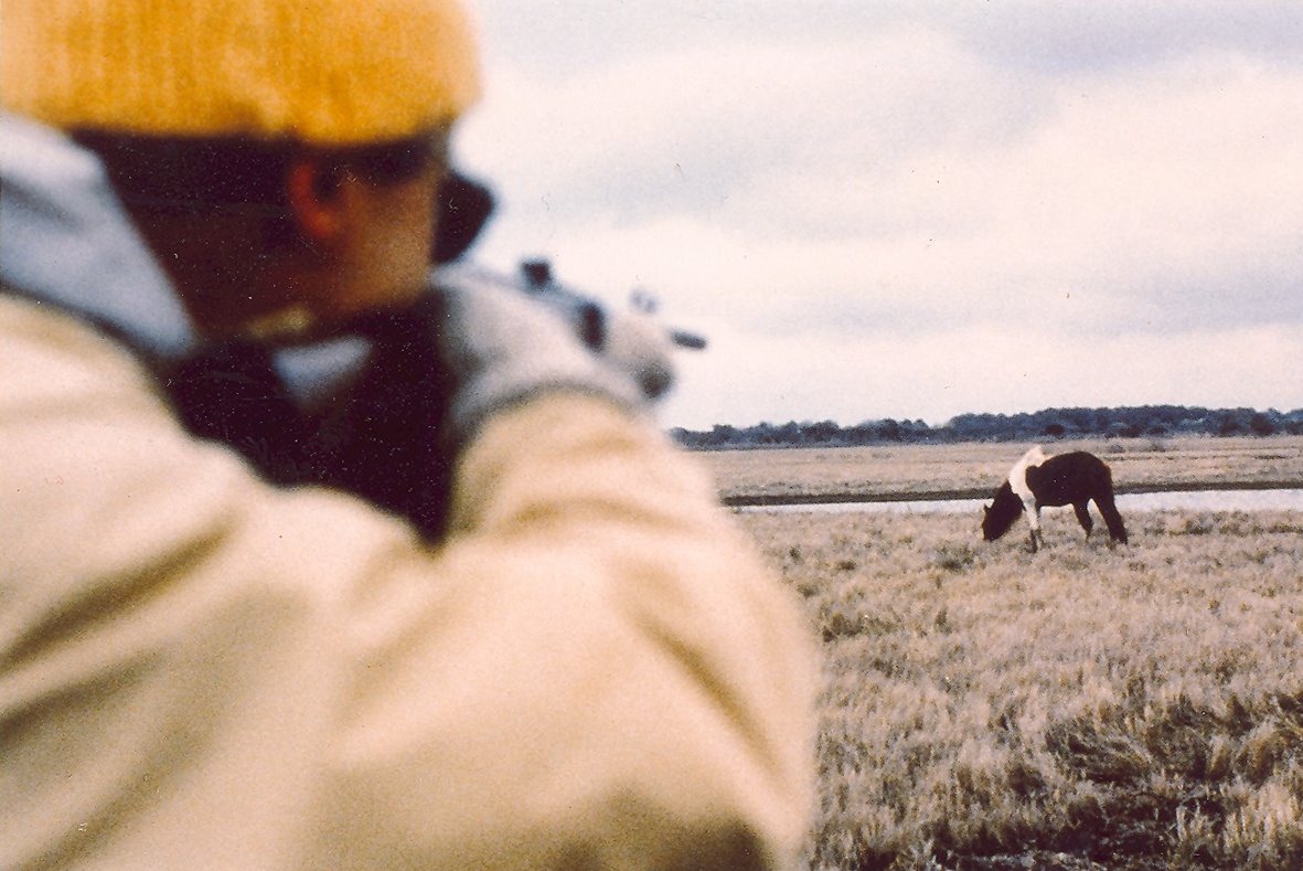 Wild Horse Management PZP Immunizations Equine Health