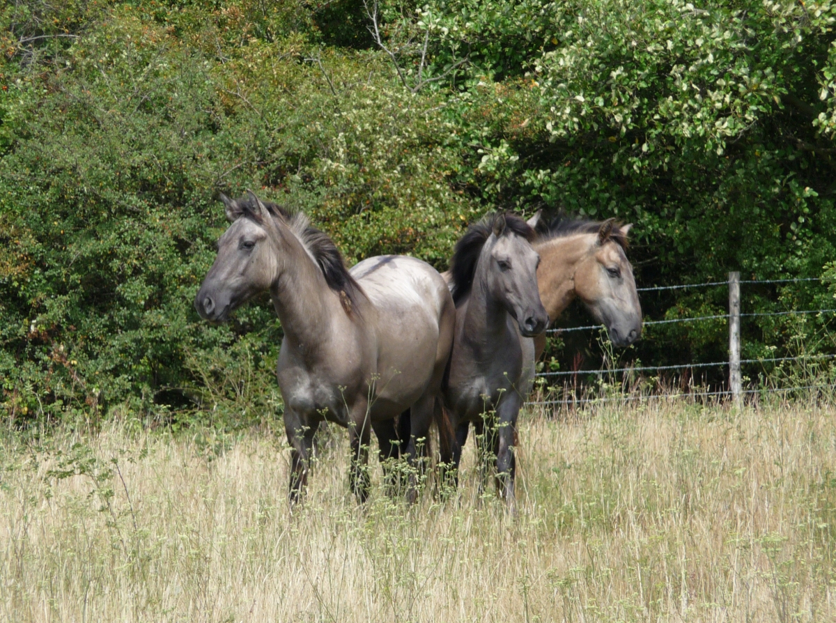 Konik Horse Tarpan Wild Horse Strathbeg Reserve UK United Kingdom Scotland