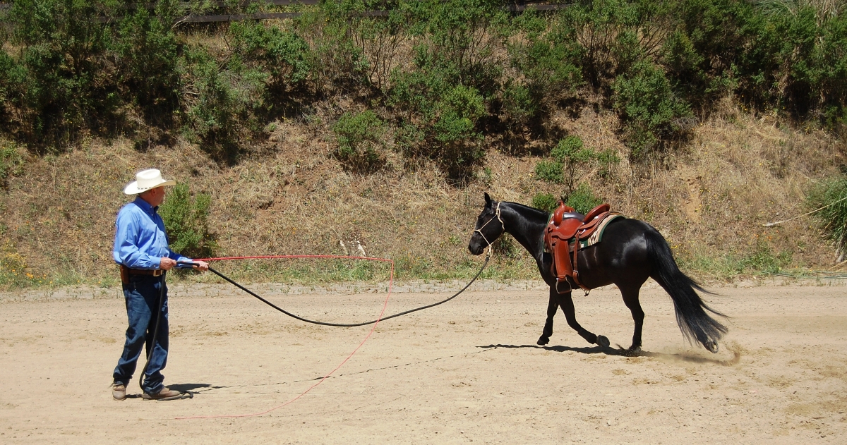 lunging, horse groundwork, lungeing, longing, lunge, round pen, Charles Wilhelm