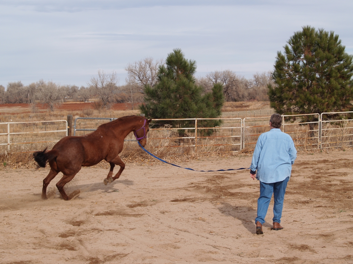 horse running on the lunge