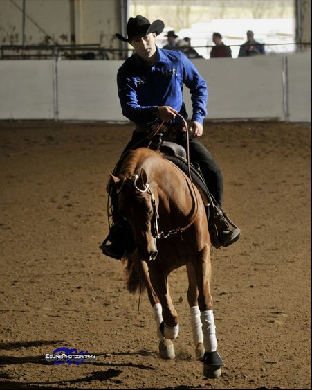 advanced reining horse in collection