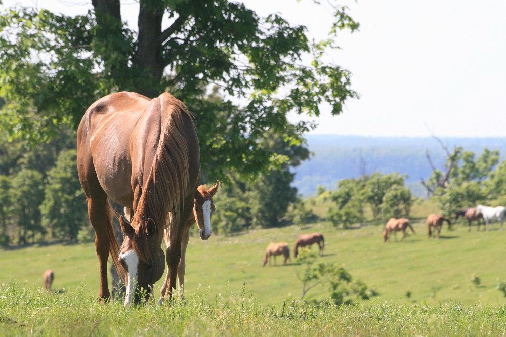 Choosing horse Feed Supplements, Kentucky Equine Research, Dr. Peter Huntington, equine Protein deficiencies, equine supplements, horse minerals, equine electrolytes
