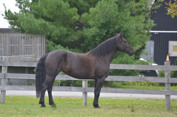 rescue horse, equine welfare, whispering hearts horse rescue, ospca, ontario standardbred adoption, osas, equine guelph, equine science