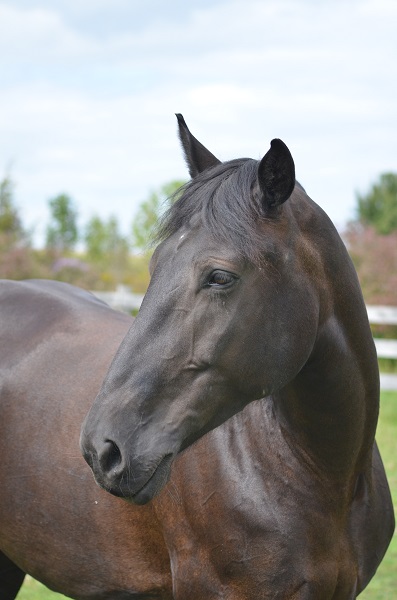 rescue horse, equine welfare, whispering hearts horse rescue, ospca, ontario standardbred adoption, osas, equine guelph, equine science