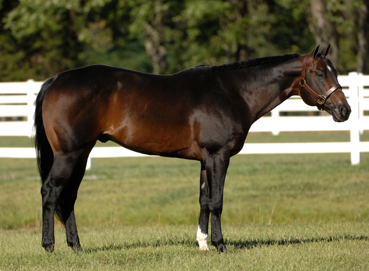 One Hot Krymsun Western pleasure horse