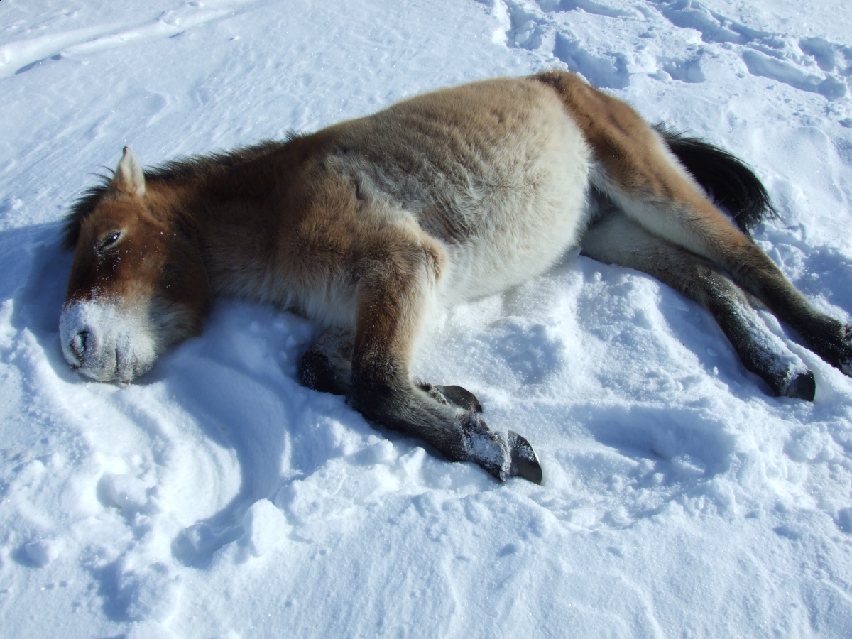przewalski horse