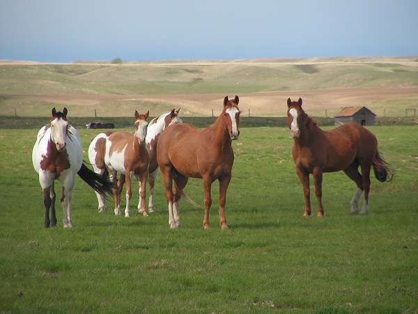 buying a horse property, living with horses, living on a horse farm, buying a horse farm, building a horse farm, building an equine property