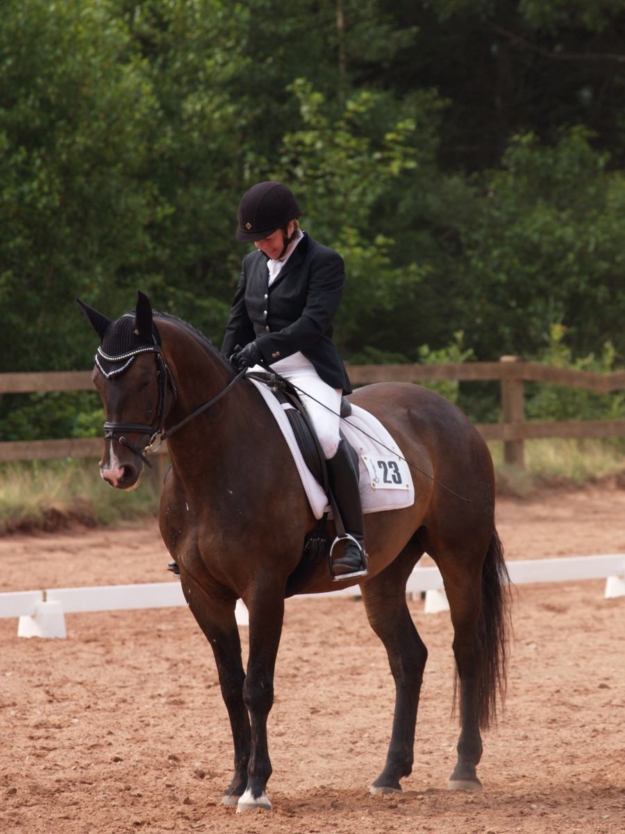 Your Horse Should Stop Immediately