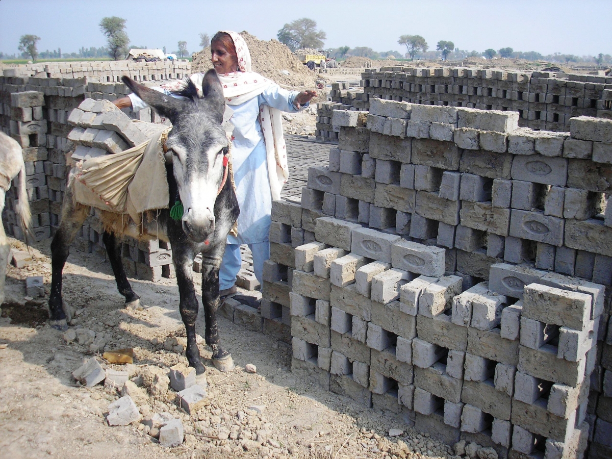 brooke hospital for animals, brooke animal hospital, helping donkeys in third world countries