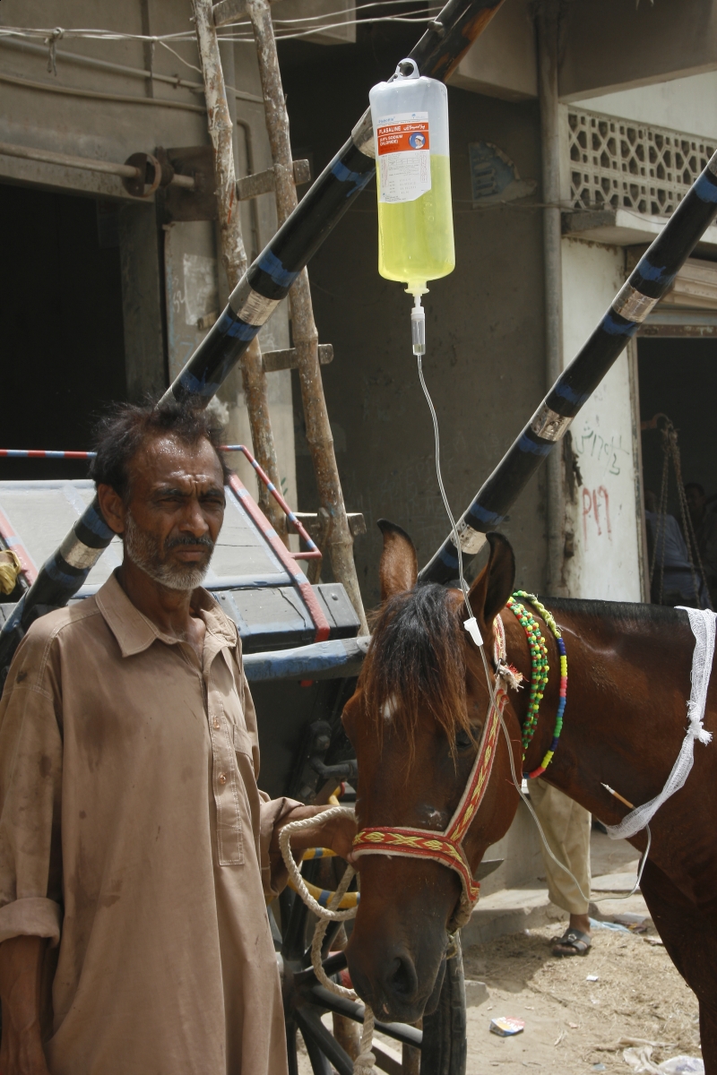 brooke hospital for animals, brooke animal hospital, helping donkeys in third world countries