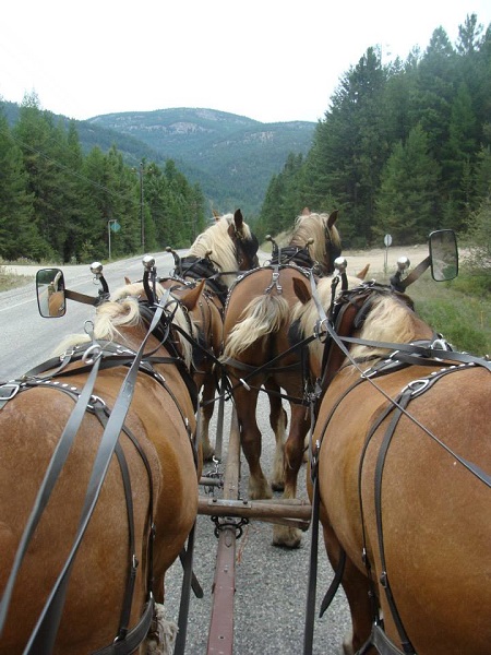 Pierre Cloutier, horse ride across canada, Traversée du Canada chevalz Pierre Cloutier, horse ride across canada, Traversée du Canada chevalz