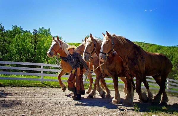 Pierre Cloutier, horse ride across canada, Traversée du Canada chevalz Pierre Cloutier, horse ride across canada, Traversée du Canada chevalz