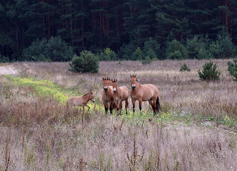Przewalski's Horses, Chernobyl horses, Przewalski's Horse Chernobyl Welfare, Przewalski endangered horses