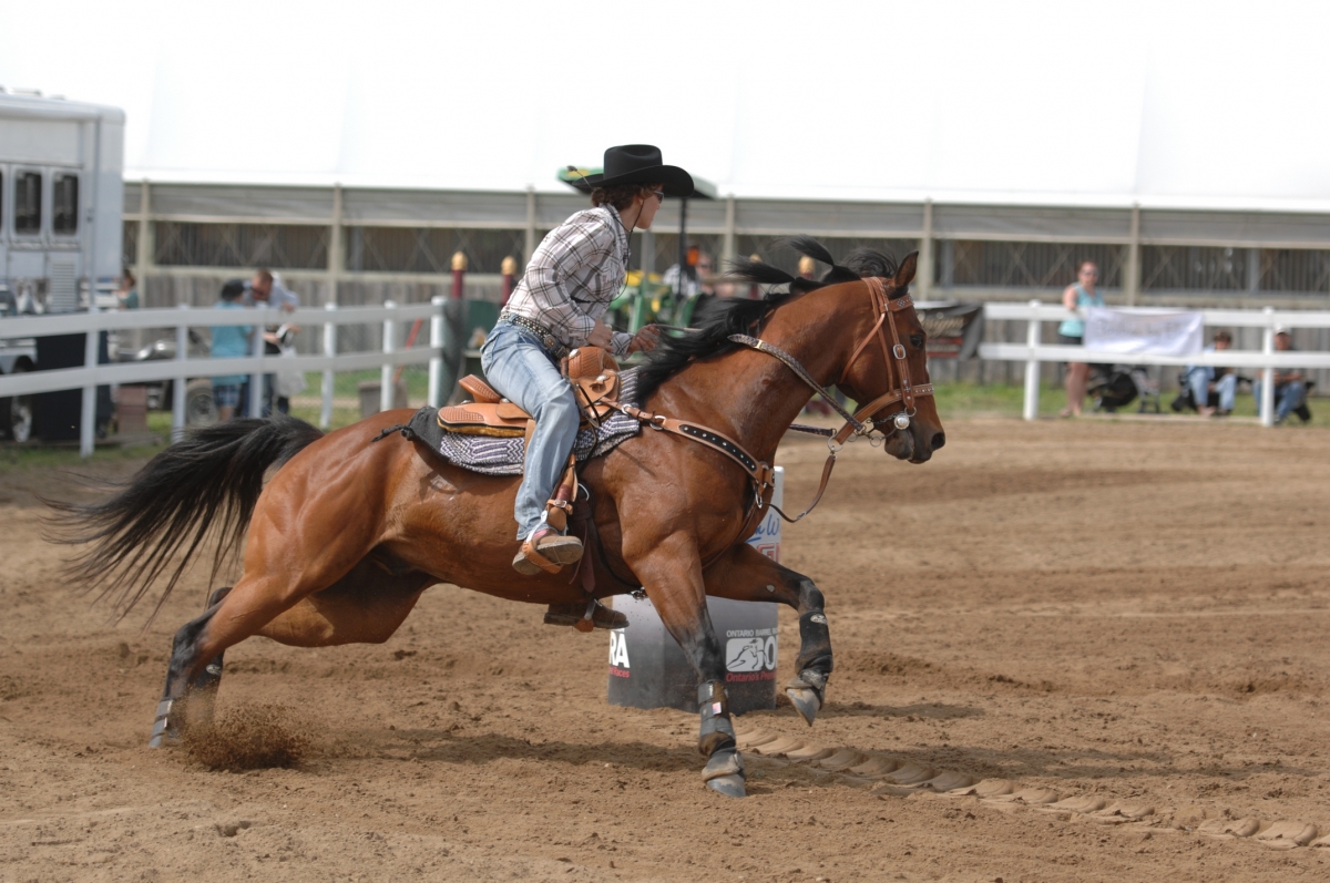 Choosing horse Feed Supplements, Kentucky Equine Research, Dr. Peter Huntington, equine Protein deficiencies, equine supplements, horse minerals, equine electrolytes