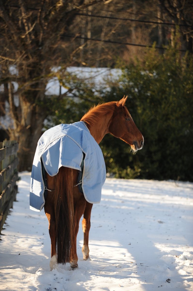 effective Horse training plan, horse riding training goals, horse rider training philosophy, equestrian training program