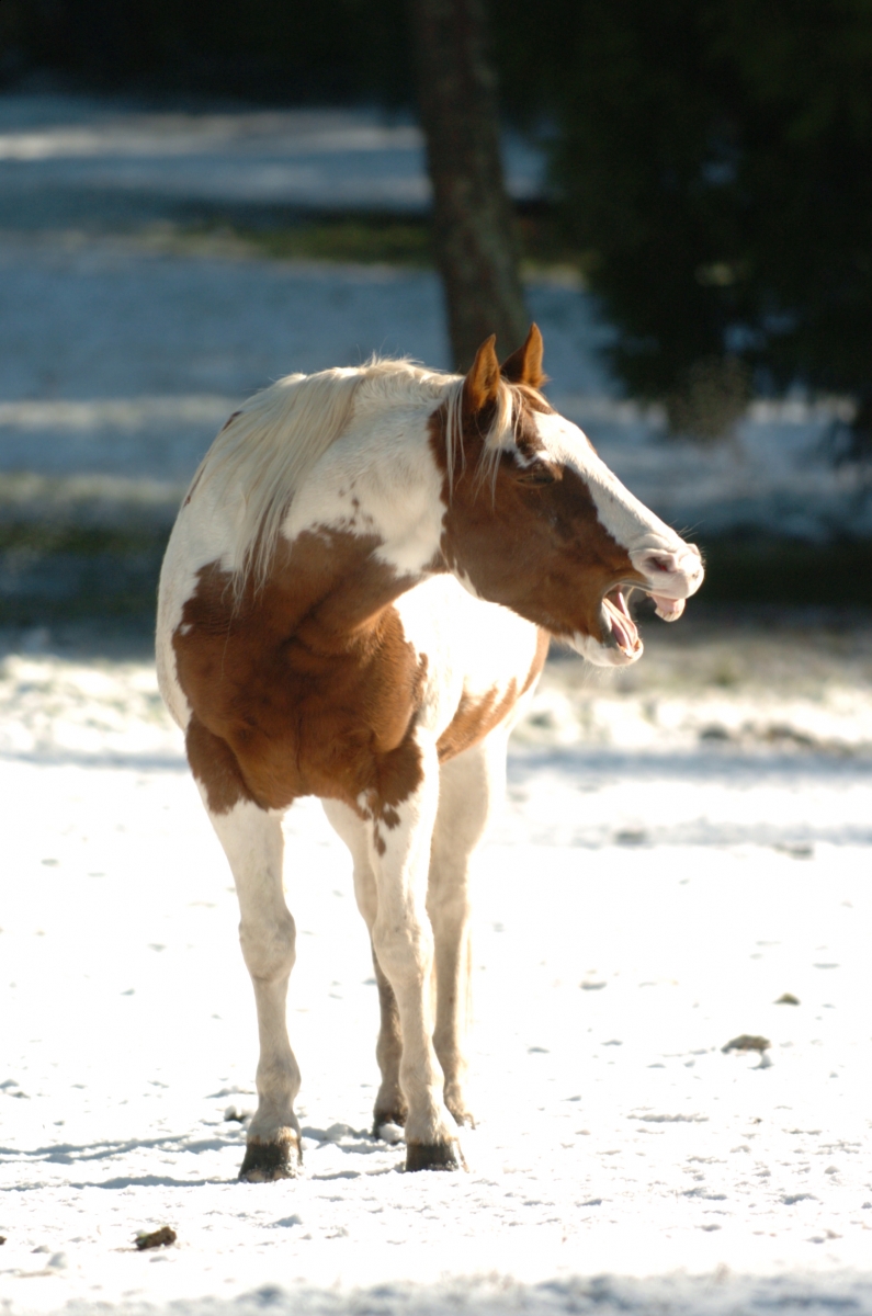 Lindsay Grice, horse and winter, bond with horse, getting most out of winter horse, winter horse riding, riding horses in winter, winter trail riding, winter horse training