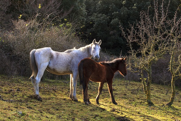 Edible Horse, horsemeat, horse welfare, horse slaughter, world horse welfare, princess ann horse speech, rspca, bcspca horse, HWAC/Animal ID Solutions, CFIA Equine Identification