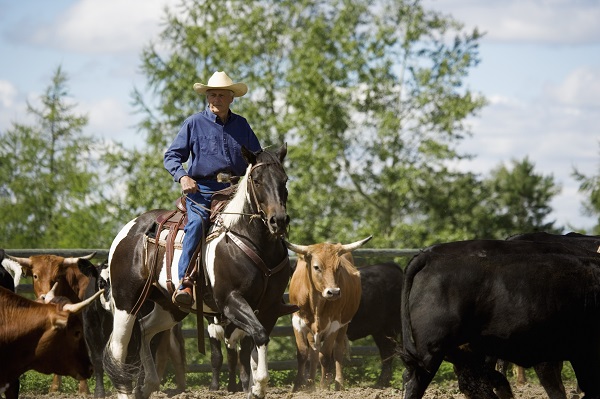 Edible Horse, horsemeat, horse welfare, horse slaughter, world horse welfare, princess ann horse speech, rspca, bcspca horse, HWAC/Animal ID Solutions, CFIA Equine Identification