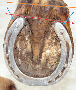hoof trimming, trimming a horse, hans wiza, horse hoof care, horse cannon bone, horse frog, overgrown horse shoe