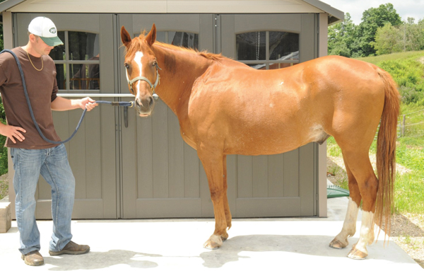 hoof trimming, trimming a horse, hans wiza, horse hoof care, horse cannon bone, horse frog, overgrown horse shoe