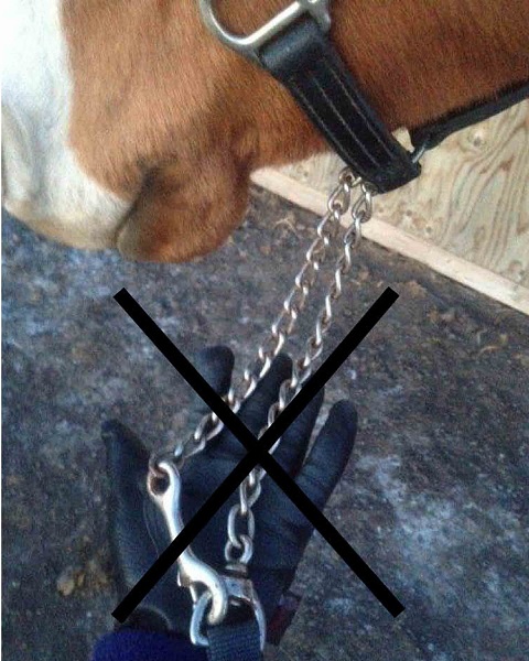 horse chain, horse abuse, hiaa, horse industry association of alberta, chaining a horse