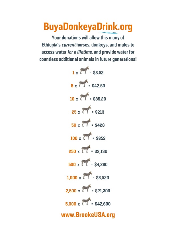 buy a donkey a drink,  brooke usa, mules 3rd world donkeys, third world horses, good charities, charities for animals