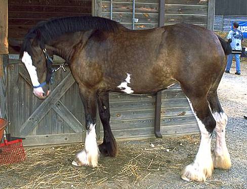 equine tail docking horse college of veterinarians of british columnbia tail docking cvbc equine tail docking horse college of veterinarians of british columnbia tail docking cvbc