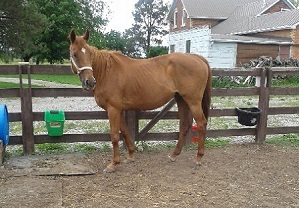 rescue horse, equine welfare, whispering hearts horse rescue, ospca, ontario standardbred adoption, osas, equine guelph, equine science rescue horse, equine welfare, whispering hearts horse rescue, ospca, ontario standardbred adoption, osas, equine guelph, equine science