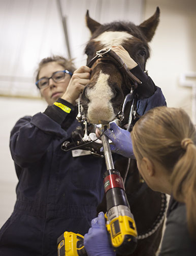 Jeanette Neufeld, Western College Veterinary Medicine, WCVM, equine care, WCVM live horse demonstrations, WCVM Equine Club, horse care Jeanette Neufeld, Western College Veterinary Medicine, WCVM, equine care, WCVM live horse demonstrations, WCVM Equine Club, horse care