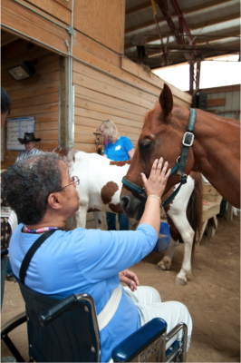 Ohio State University Equine