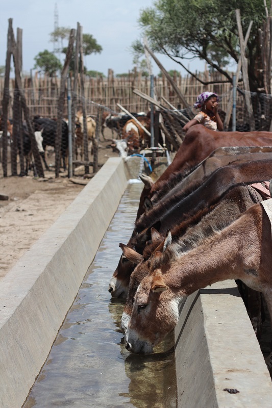 buy a donkey a drink,  brooke usa, mules 3rd world donkeys, third world horses, good charities, charities for animals