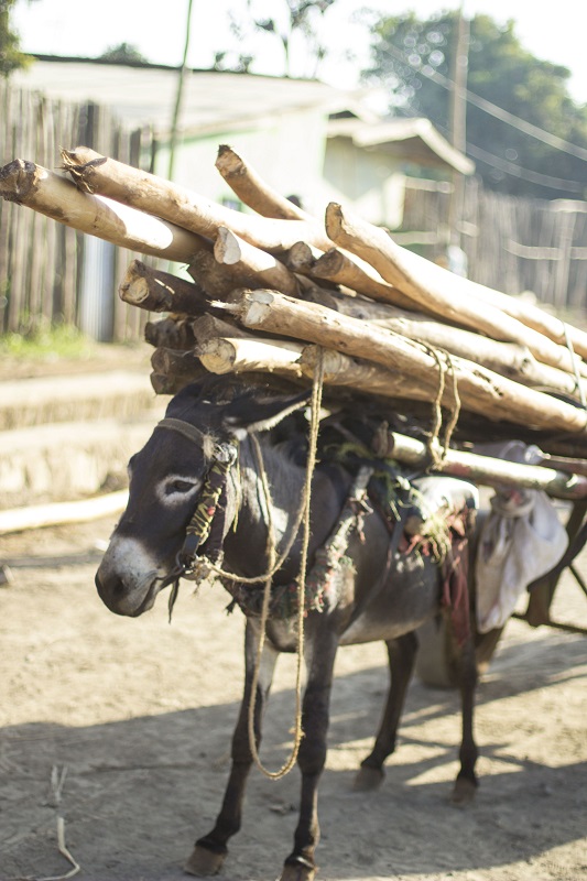 buy a donkey a drink,  brooke usa, mules 3rd world donkeys, third world horses, good charities, charities for animals