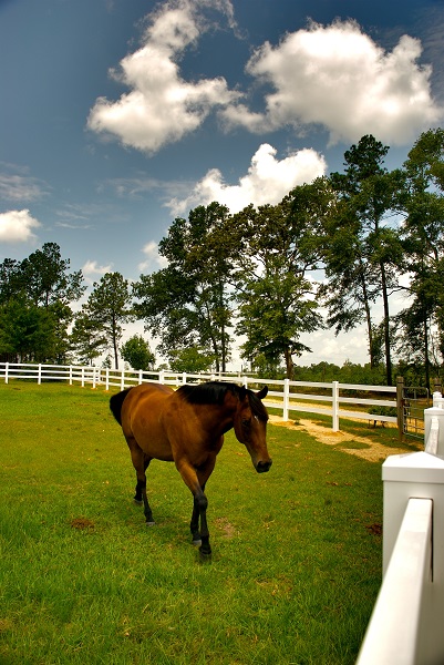  training jonathan field, natural horsemanship, trailer loading, load a horse trailerbuilding a horse fence, equine fence, fencing equestrian property, fencing acreage, how to build a fence for horses
