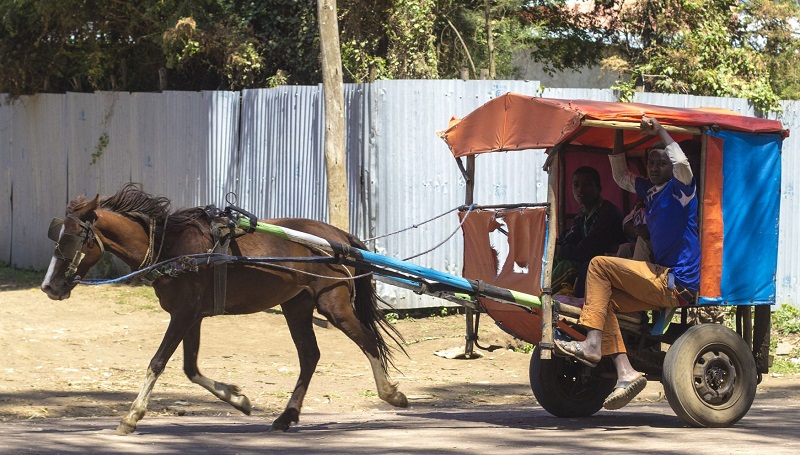 buy a donkey a drink,  brooke usa, mules 3rd world donkeys, third world horses, good charities, charities for animals