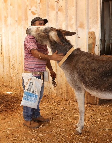 donkey sanctuary, haven for donkeys, donkeys 3rd world, donkeys in need, animal sanctuary, donate for Christmas