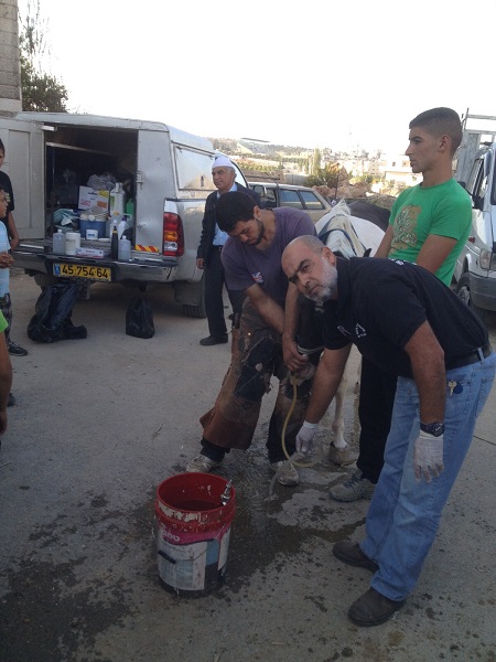 donkey sanctuary, haven for donkeys, donkeys 3rd world, donkeys in need, animal sanctuary, donate for Christmas